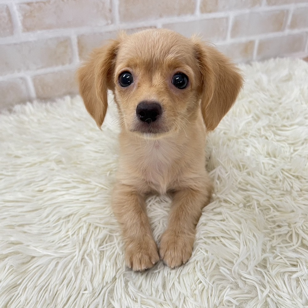 可愛い癒し系のチワックスちゃん❤＊ペットショップ犬の家京都